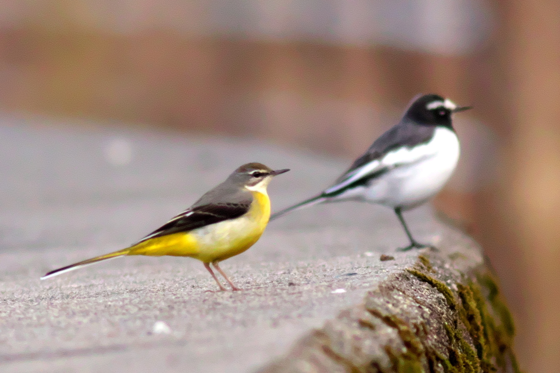 キセキレイとセグロセキレイ 自然と野鳥