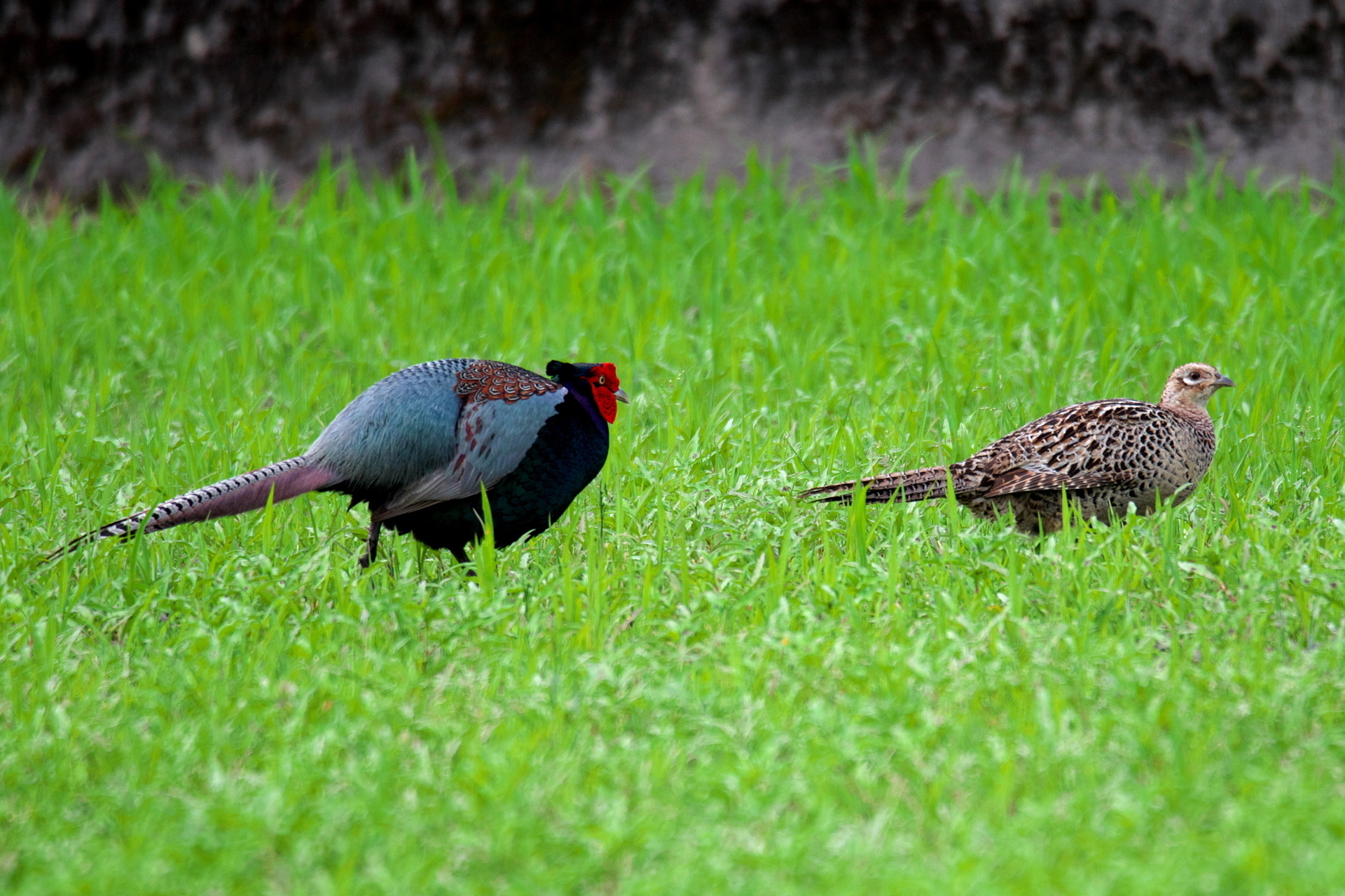 キジのオス メス 自然と野鳥