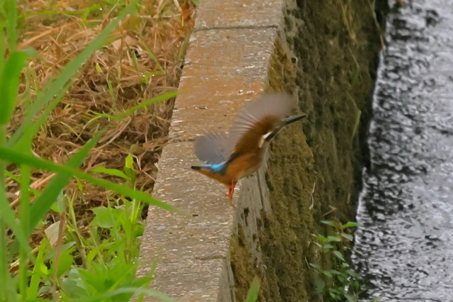 EOS R523258683-5.JPG
