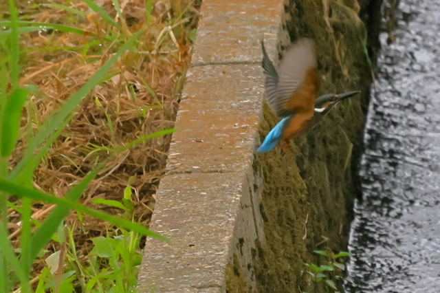 EOS R523258684-6.JPG