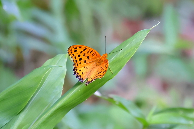 EOS R523260602-4.JPG