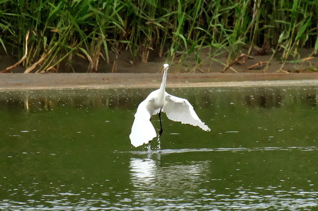 EOS R524329864-1.jpg