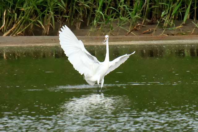 EOS R524329875-7.jpg