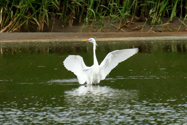 EOS R524329876-8.jpg