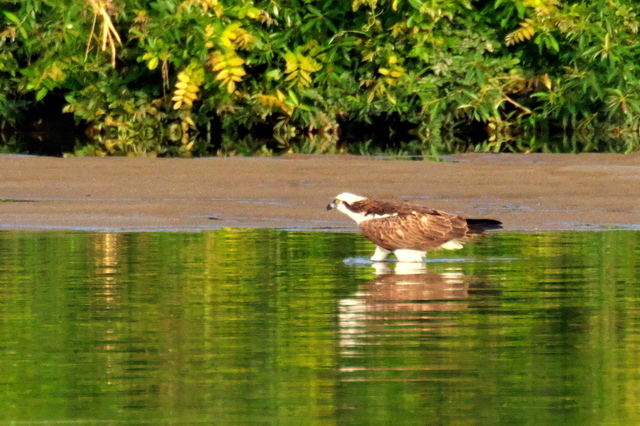 EOS R524330708-1.jpg