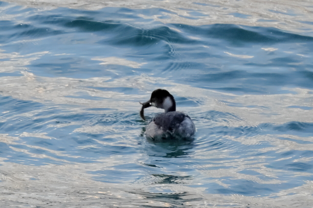 EOS R524365876-32.JPG