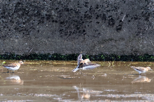 EOS R623259726-4.JPG