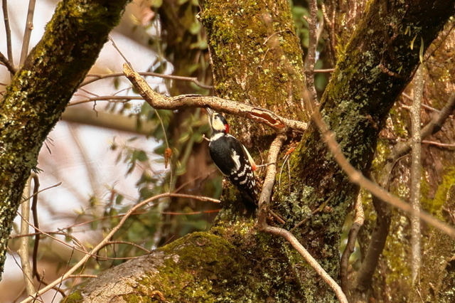 EOS R624310459-2.JPG
