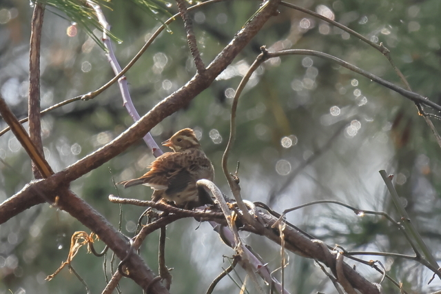 EOS R５23214289-4.JPG