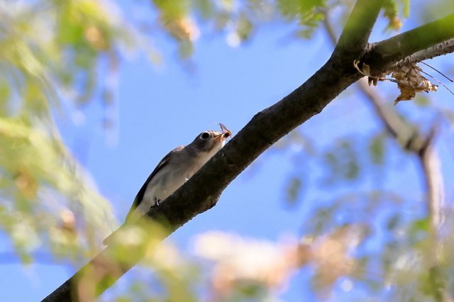 EOS R５23272012-1.JPG