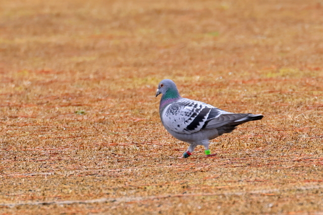 EOS R５24308555-2.JPG