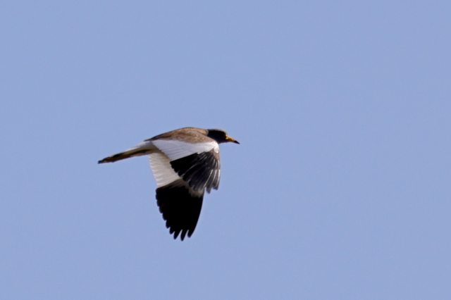 EOS R５24327265-3.JPG