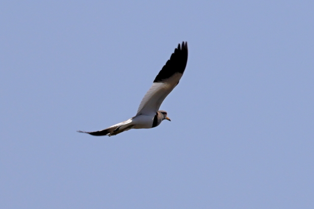 EOS R５24327289-5.JPG