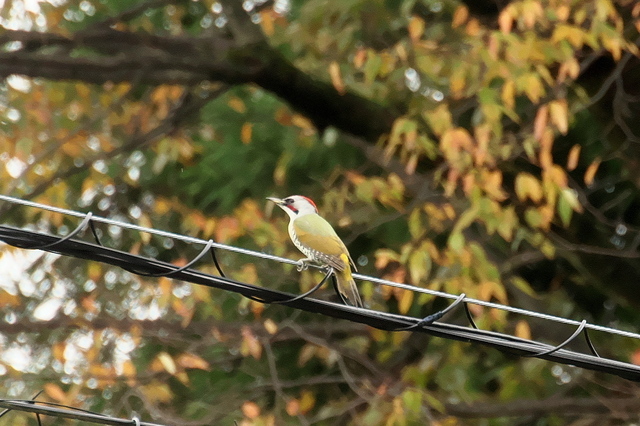 EOS R５24356722-1.jpg