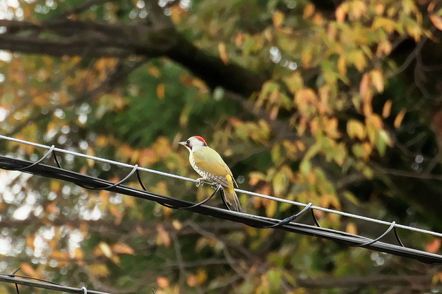 EOS R５24356731-2.jpg