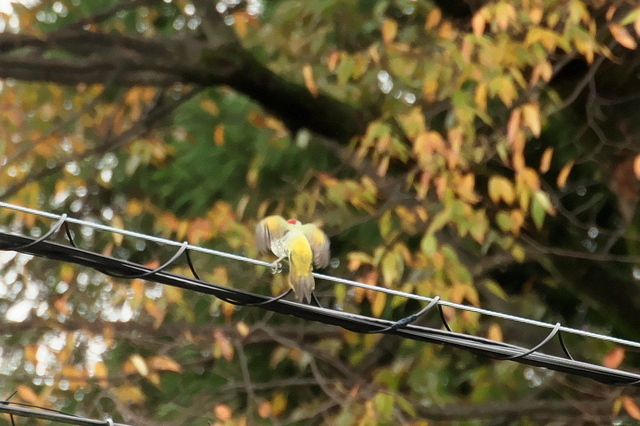 EOS R５24356788-3.jpg