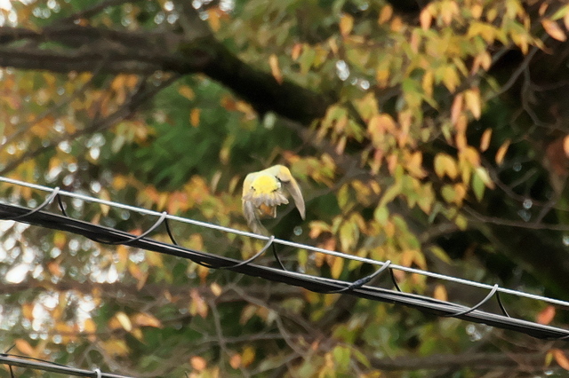 EOS R５24356789-4.jpg