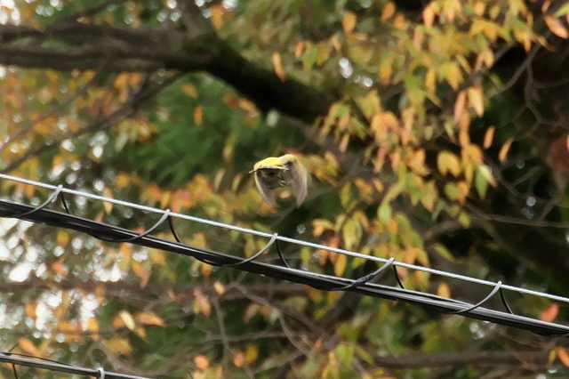 EOS R５24356790-5.jpg