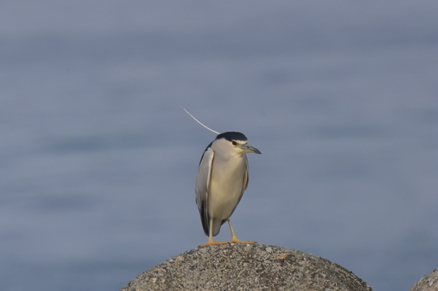 EOS R５25376412-2.JPG