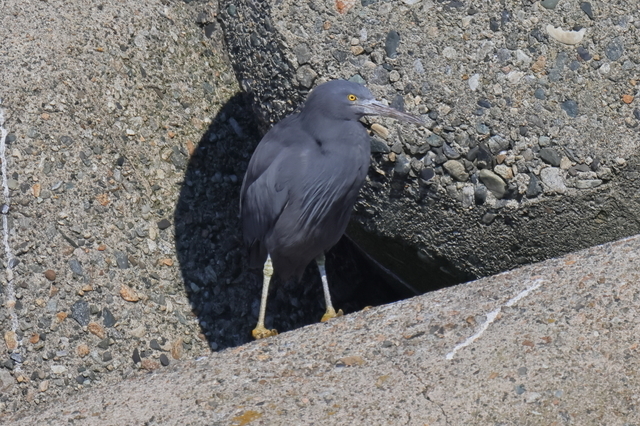 EOS R５25376554-4.JPG