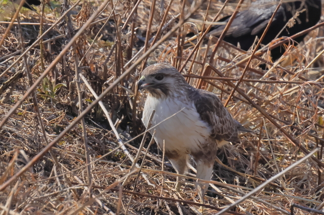 EOS R５25376869-2.JPG