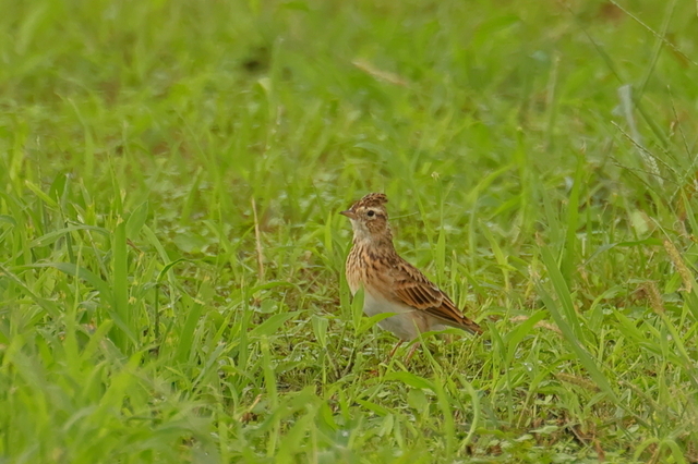 EOS R６25396526-1.JPG