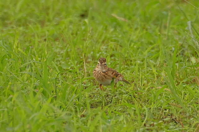 EOS R６25396528-2.JPG