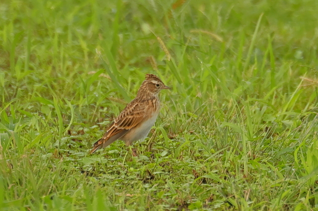 EOS R６25396540-3.JPG